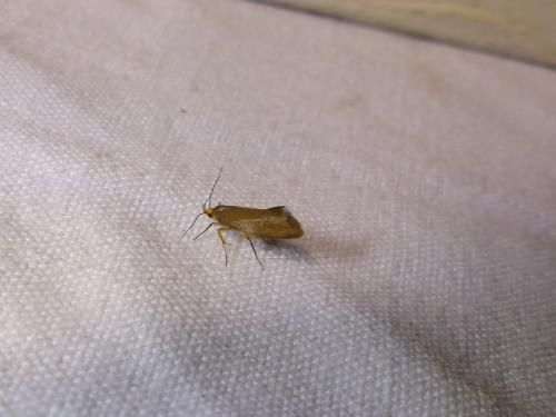 Crassa unitella